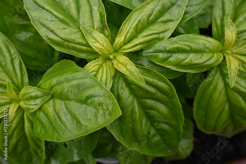 Lush and Vibrant Green Basil Leaves: A Detailed Macro View Capturing the Rich Texture and Aromatic Freshness of Healthy Garden Herbs
