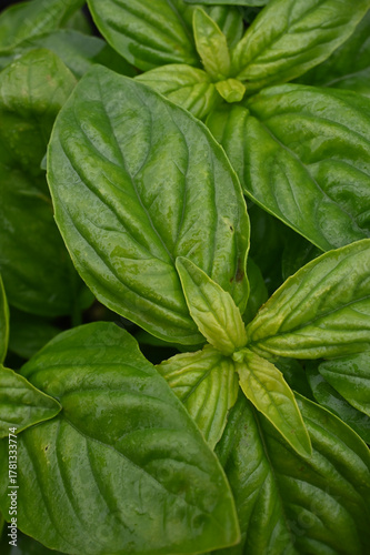 Lush and Vibrant Green Basil Leaves: A Detailed Macro View Capturing the Rich Texture and Aromatic Freshness of Healthy Garden Herbs