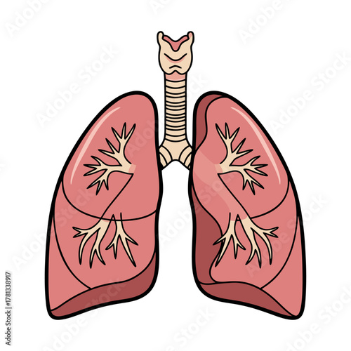 Human Lungs Anatomy Illustration Respiratory System Detail