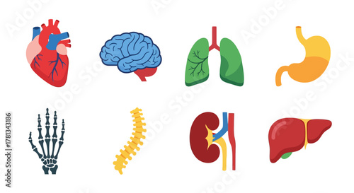 Colorful set of human organs illustrations for medical education