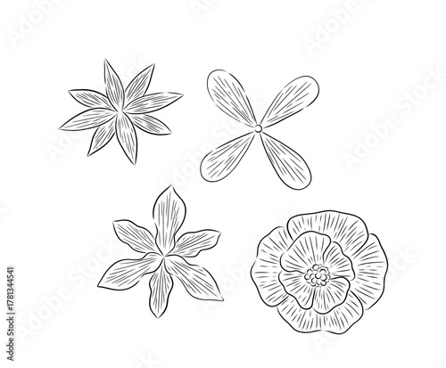 DIFERENTES FLORES ESTILO LINEAL, FLORES CON DIBUJO LINEAL EN VECTOR