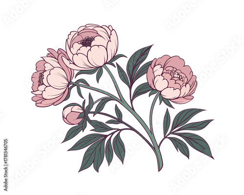 Elegant Floral Illustration of Pink Peonies with Green Leaves for Graphic Design and Decoration Projects