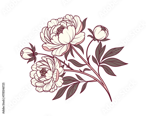 Elegant Peony Flowers with Buds and Leaves Isolated on White Background Illustration for Botanical Designs and Decorative Art