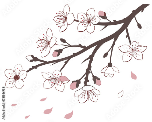 Elegant cherry blossom branch illustration with delicate flowers and falling petals for spring design and Japanese art projects