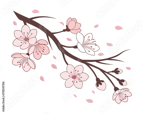 Elegant cherry blossom branch vector illustration with soft pink petals and delicate details for spring themed design projects