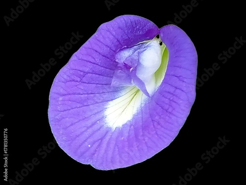 Violet flower on black background. Isolated blue pea flower (Clitoria ternatea) or bunga telang with vibrant violet petals and white center on black background, showcasing its natural beauty and herba