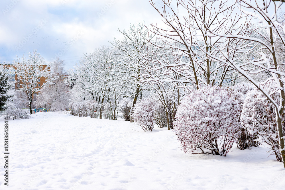 Obraz premium Natural winter landscape. City park and road in snow. snow-covered tall trees and pines. Ice on branches. snow and sun. walk in forest. sport in nature. Symbol of season. copy space