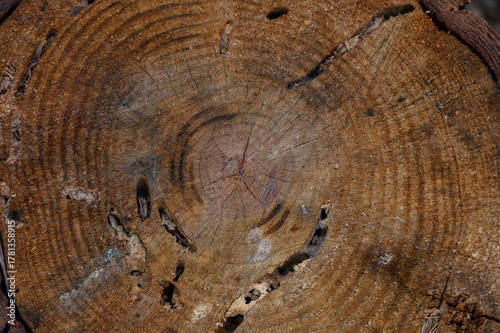 Cross-section of pine stump with bark beetle traces