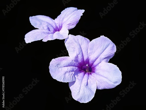 Isolated purple ruellia flowers (bunga kencana ungu) with delicate petals and natural texture on black background, showcasing tropical garden beauty and perfect for botanical or floral design themes
