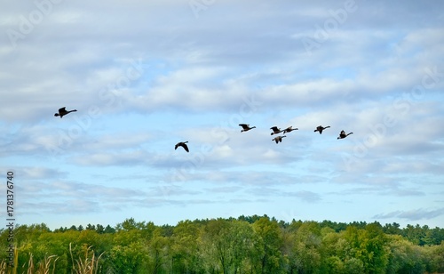 Fotografie A flock of migrating geese flies in a distinct V-formation against a blue and white cloudy autumn sky over the vibrant green treeline of Great Meadows in Massachusetts