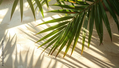 Green palm frond with yellow spots illuminated by bright sunlight casting long shadows on a textured white surface