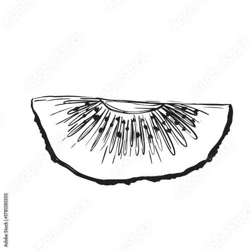 Artistic sketch showcasing kiwi wedge with pulp and peel details