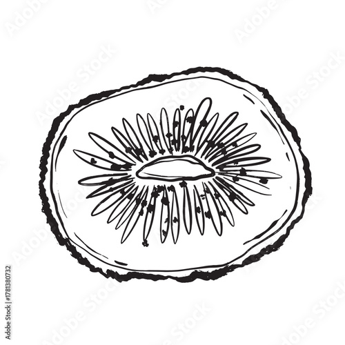 Monochrome drawing showcasing detailed kiwi flesh and seed