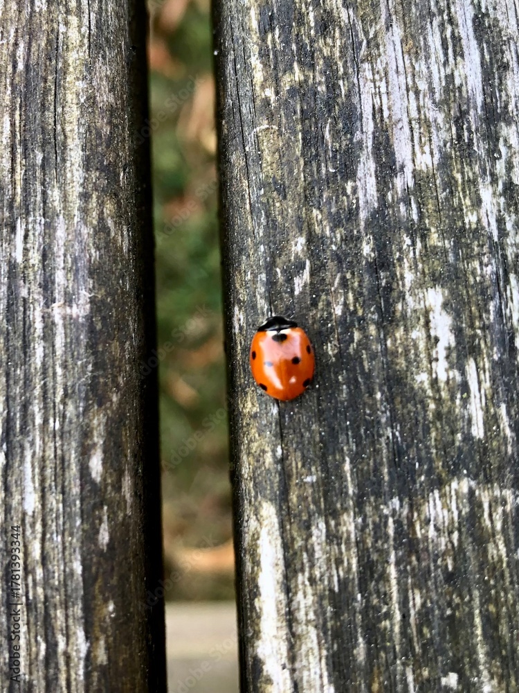 Fototapeta premium ladybug on a tree