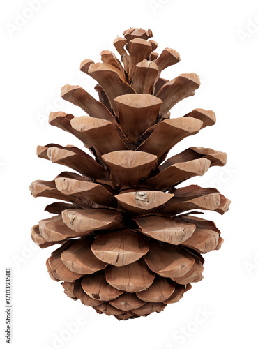 A large, fully open brown pine cone with a clear texture, presented as studio isolate. A perfect natural element for Christmas, winter and forest design, symbolizing nature and holidays.