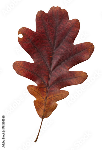 Bright oak leaf with expressive veins, presented as studio isolate. An excellent natural element for decoration, symbolizing strength, longevity and the change of seasons.
