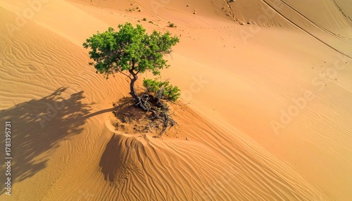 Lone green tree casts a long shadow on golden desert sand dunes with wind patterns and animal tracks