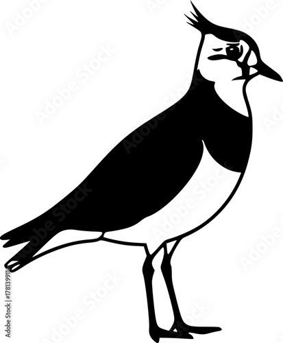 Illustration of a northern lapwing standing upright silhouette
