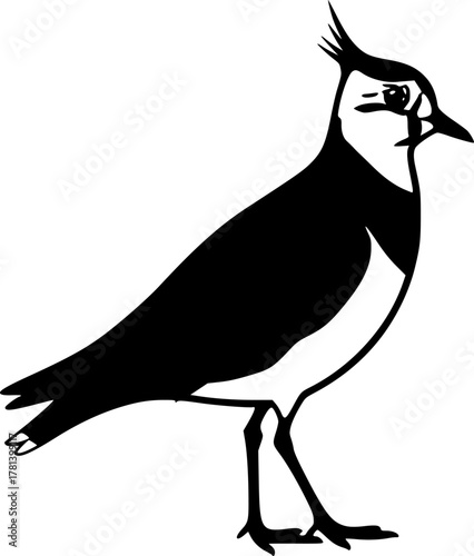Illustration of a northern lapwing standing upright silhouette
