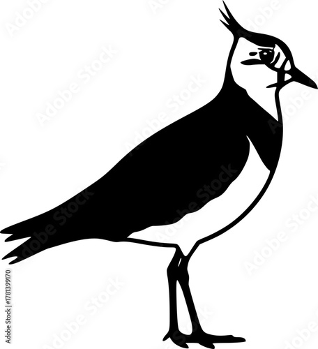 Illustration of a northern lapwing standing upright silhouette
