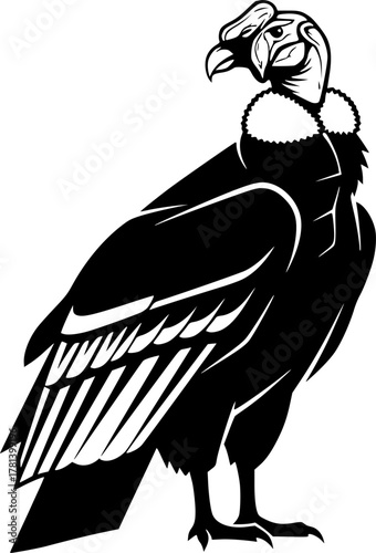 Silhouette of a majestic andean condor standing tall
