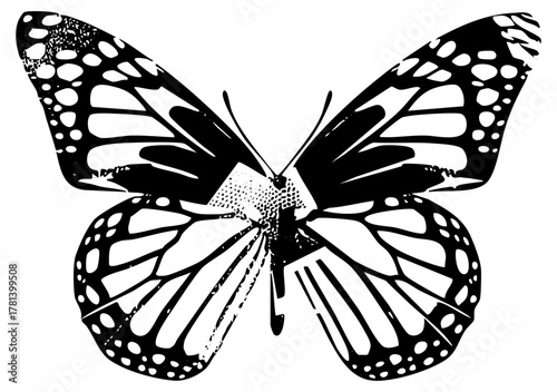 Butterfly symmetry in illustration