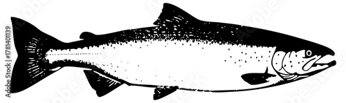 Salmon Swims Illustration