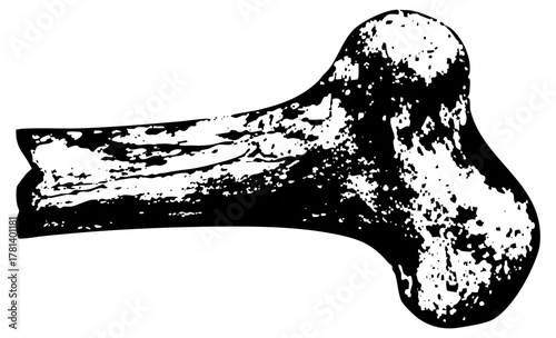 Human bone illustrates decay in a forensic context