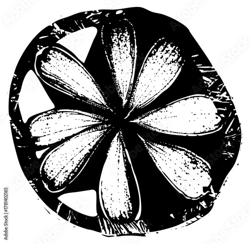 Sand Dollar Illustrates Symmetry in Ocean Depths