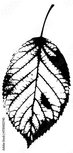 Leaf illustrates detail in botanical study