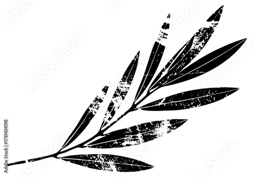 Olive branch illustrates peace in a botanical study