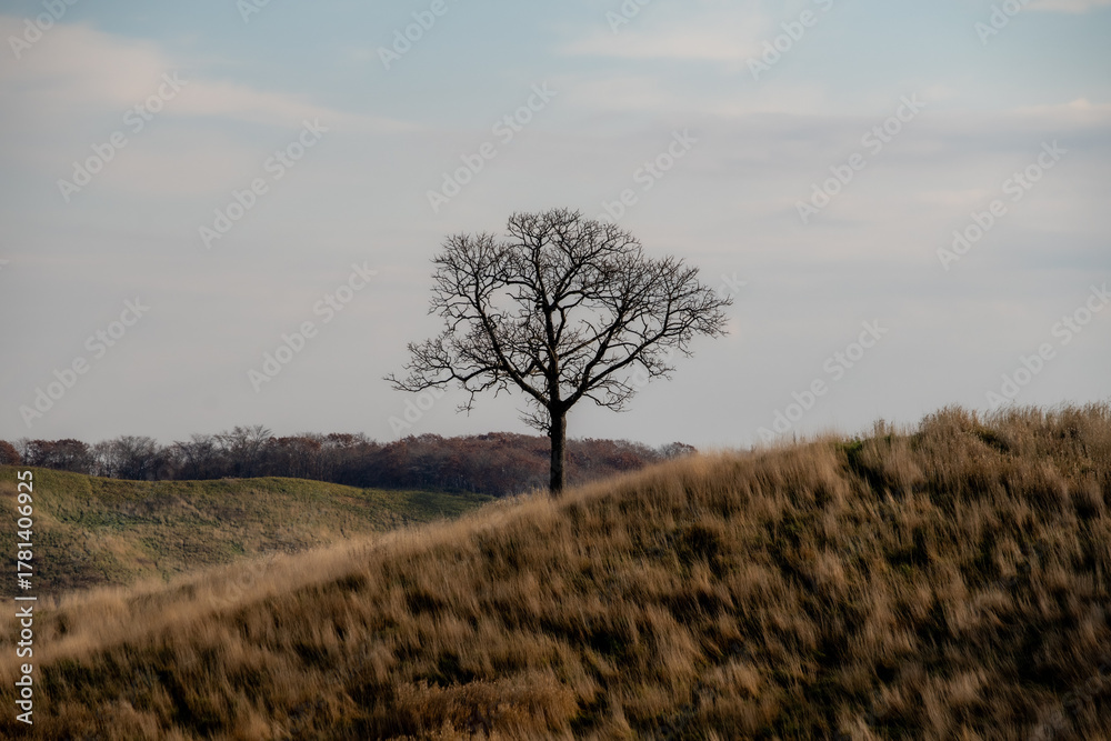 Fototapeta premium Bare trees and blue sky on a withered hill