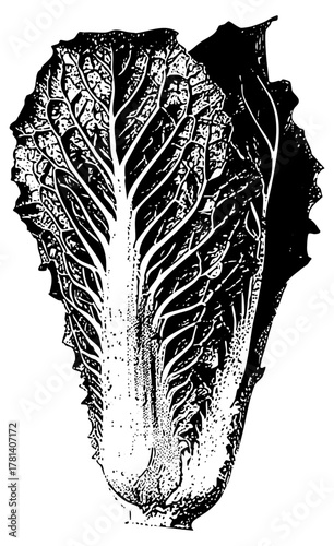 Bok Choy Illustrates Growth in Organic Farming