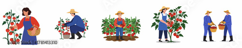 Flat Graphic Set of Farmers Harvesting Tomato Plants in the Field