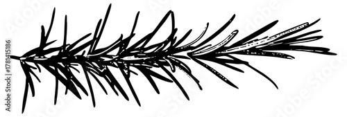 Pine branch illustrates botanical detail