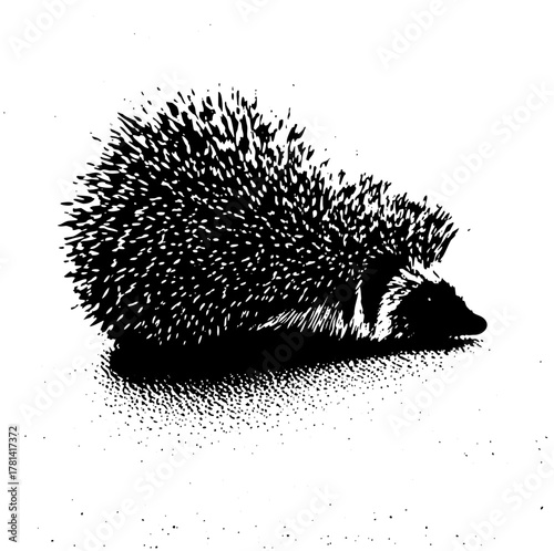 Hedgehog Forages in Woodland