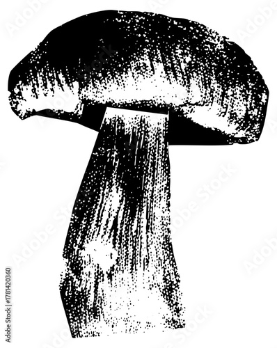 Mushroom illustrates texture for botanical studies