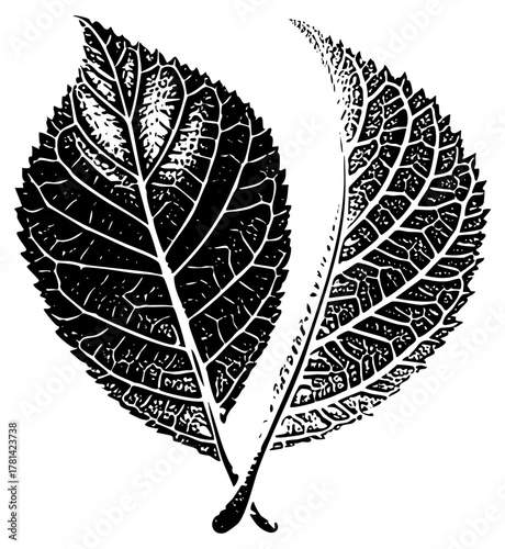 Leaves illustrate symmetry in botanical studies