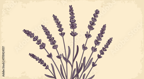 Aromatic lavender bunch illustration on beige background with grunge texture