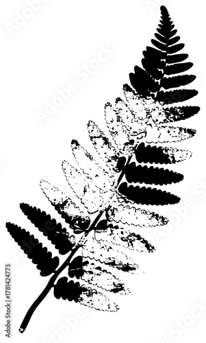 Fern Illustrates Growth in Botanical Study