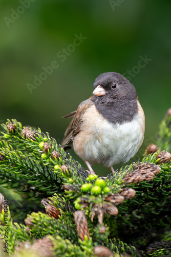 Dark-eyed junco (Junco hyemalis) spotted in Central Park New York city park urban winter grounds