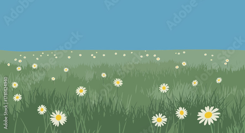 Scenic daisies field and serene blue sky, evokes tranquility and countryside charm