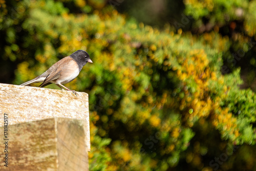 Dark-eyed junco (Junco hyemalis) spotted in Central Park New York city park urban winter grounds