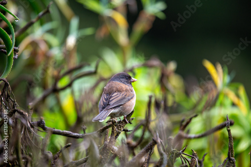 Dark-eyed junco (Junco hyemalis) spotted in Central Park New York city park urban winter grounds