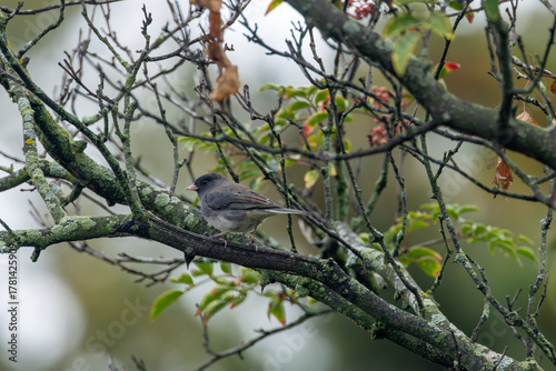 Dark-eyed junco (Junco hyemalis) spotted in Central Park New York city park urban winter grounds