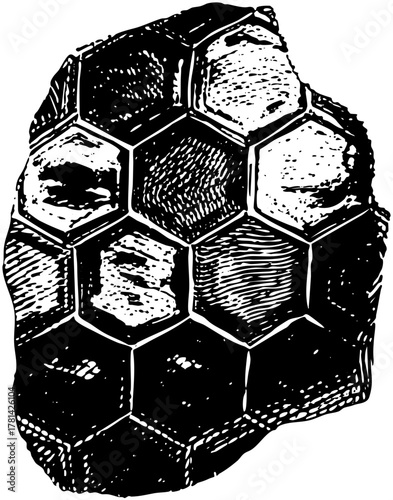 Turtle geometric in natural history