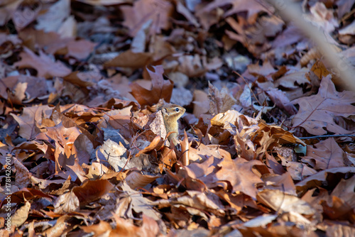 Eastern chipmunk (Tamias striatus) spotted in New York urban park woodland