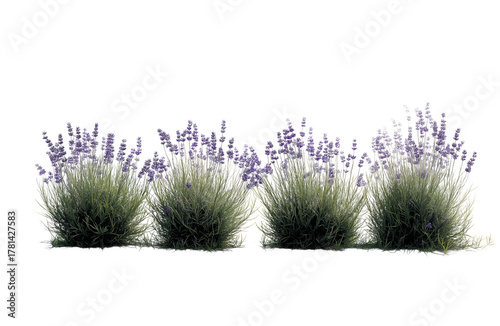 Several bushes of lavender with purple flowers, isolated on transparent background