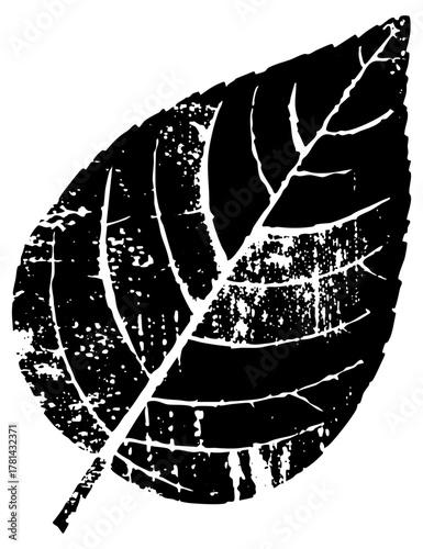 Leaf illustrates texture in botanical study