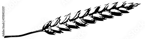 Conifer branch illustrates texture for botanical studies